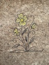 Fleur Jaune 2