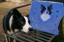 Border Collie (appliqué) 2
