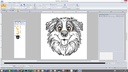 Border collie Ray 2