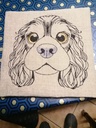 Charlie, le Cavalier King Charles 3