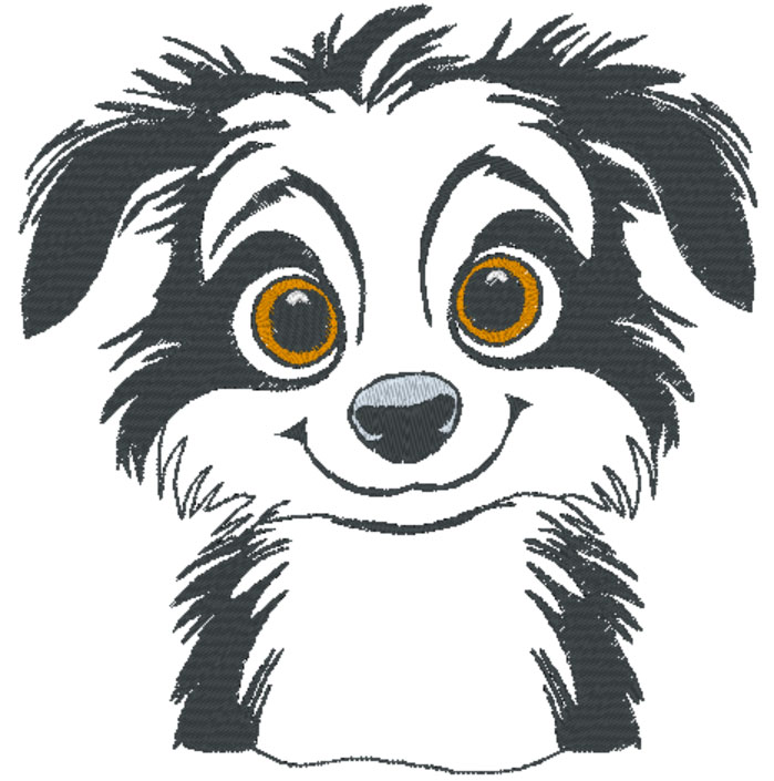 Border collie chiot 2