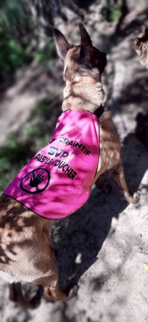 Gilet de sécurite pour chien en breaker teflon 4