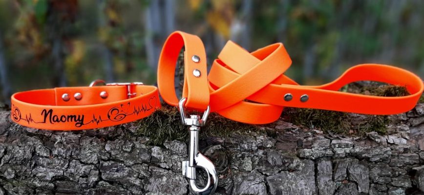Collier "Fox" en PCV en 3 largeurs possible 2