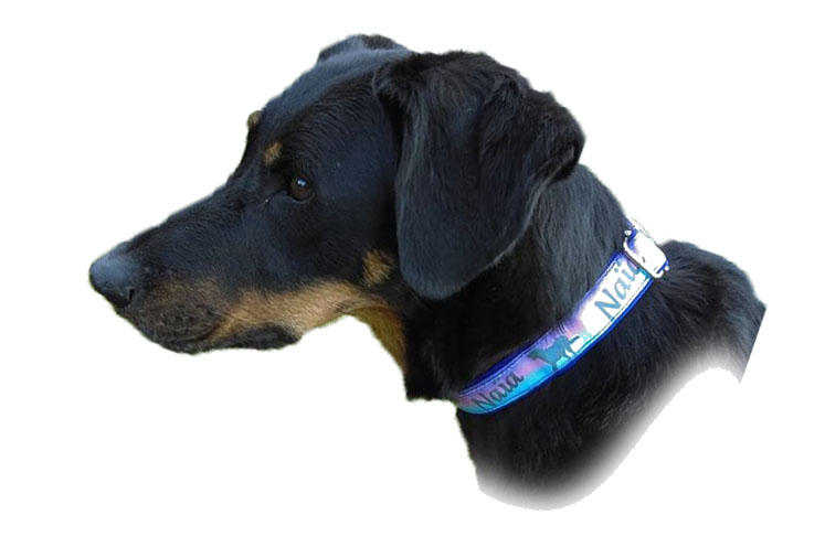 Collier réglable Néoprène avec ruban personnalisé avec photo de votre chien 2