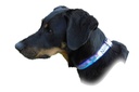 Collier réglable Néoprène avec ruban personnalisé avec photo de votre chien 2