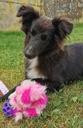 Tug Balle fourrure chiot ou petit chien 4