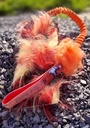 Boudin Pompon 6