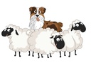 T-shirt Blanc+ race du chien 14