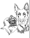 Malinois 2
