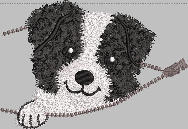 Border Collie Coucou