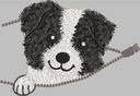 Border Collie Coucou