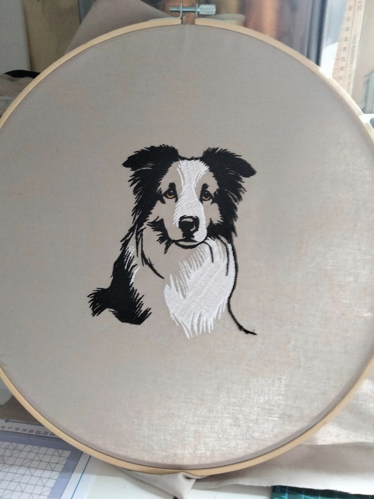 Border collie noir et blanc