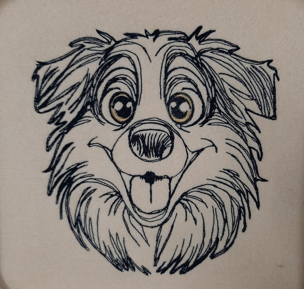 Border collie Ray