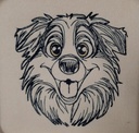 Border collie Ray