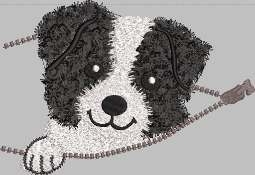 Border Collie Coucou