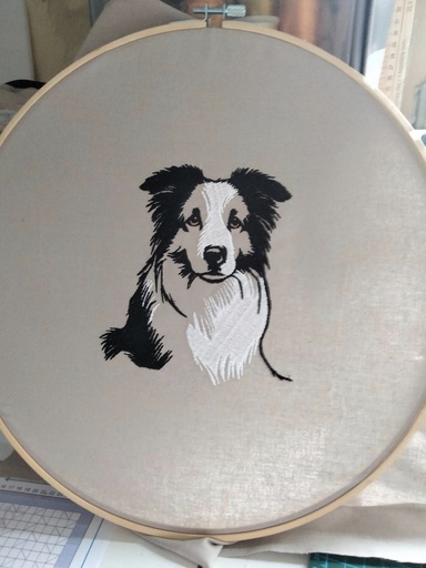 Border collie noir et blanc