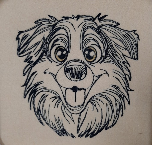 Border collie Ray
