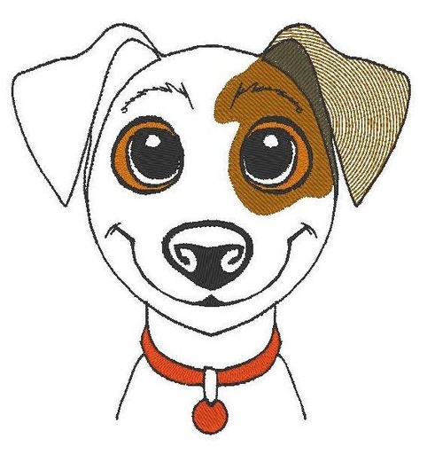 Dusty le petit Jack Russell