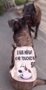Gilet de sécurite chien timide