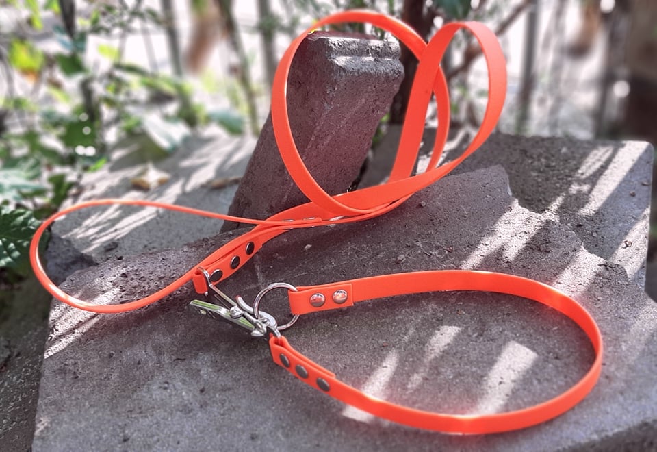 Collier + laisse PVC attachée avec mousqueton anti panique