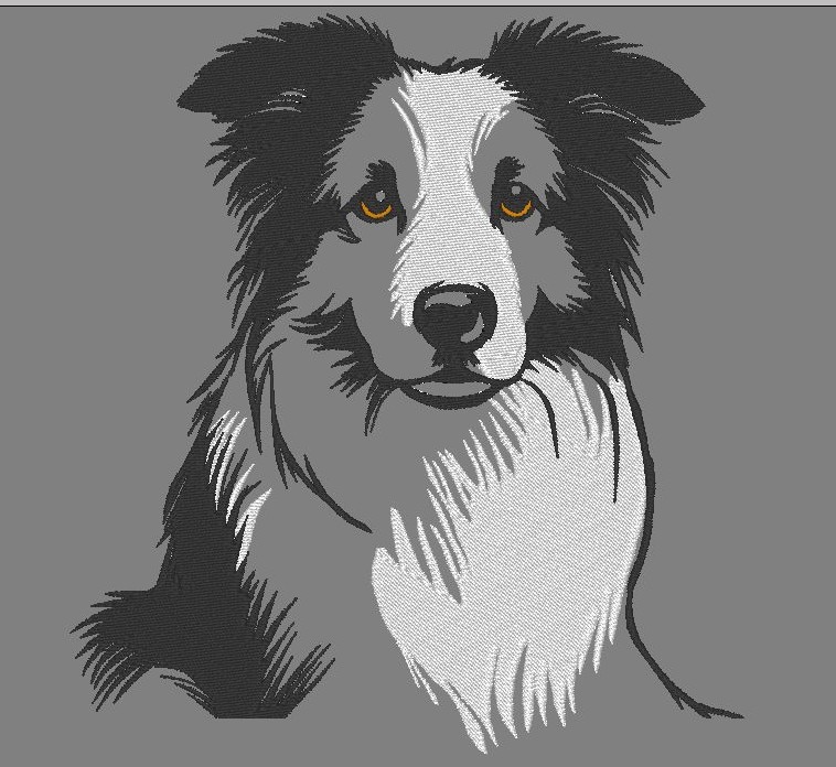 Border collie